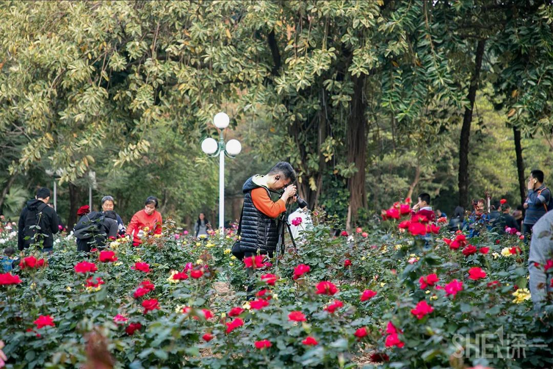 罗湖区的名气大吗,带你了解罗湖