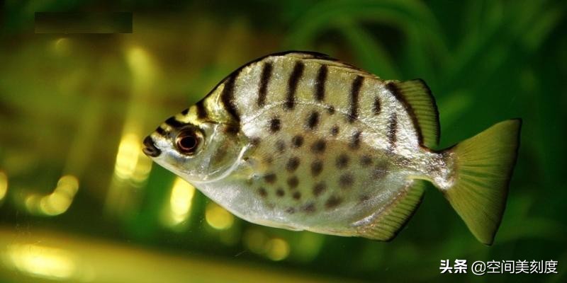 易养的热带观赏鱼有哪些,好养耐活的热带观赏鱼都有哪些