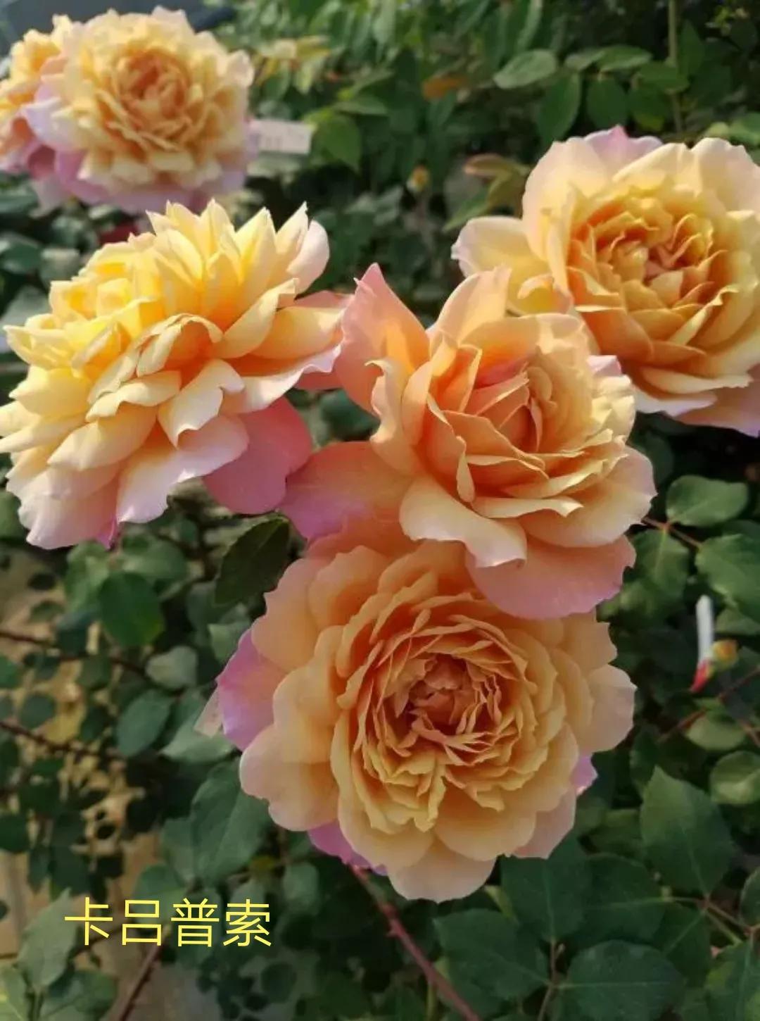 2020年木村卓功月季新品,木村卓功的月季都比较耐阴吗