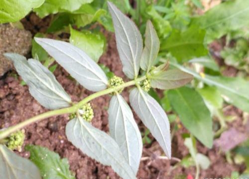 飞扬草的种类,飞扬草也叫什么名字