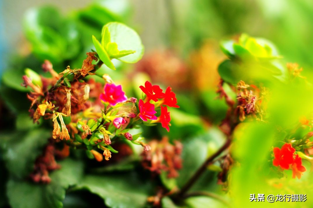 一度封机的老相机灰尘终于被清除了，试拍二张，色彩非常喜欢