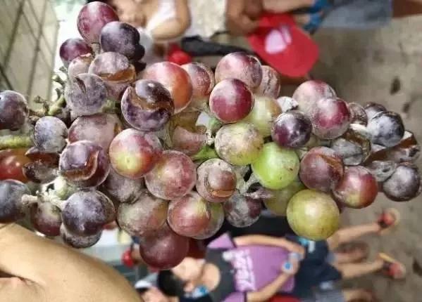 有关葡萄的病症,葡萄新梢病害图谱