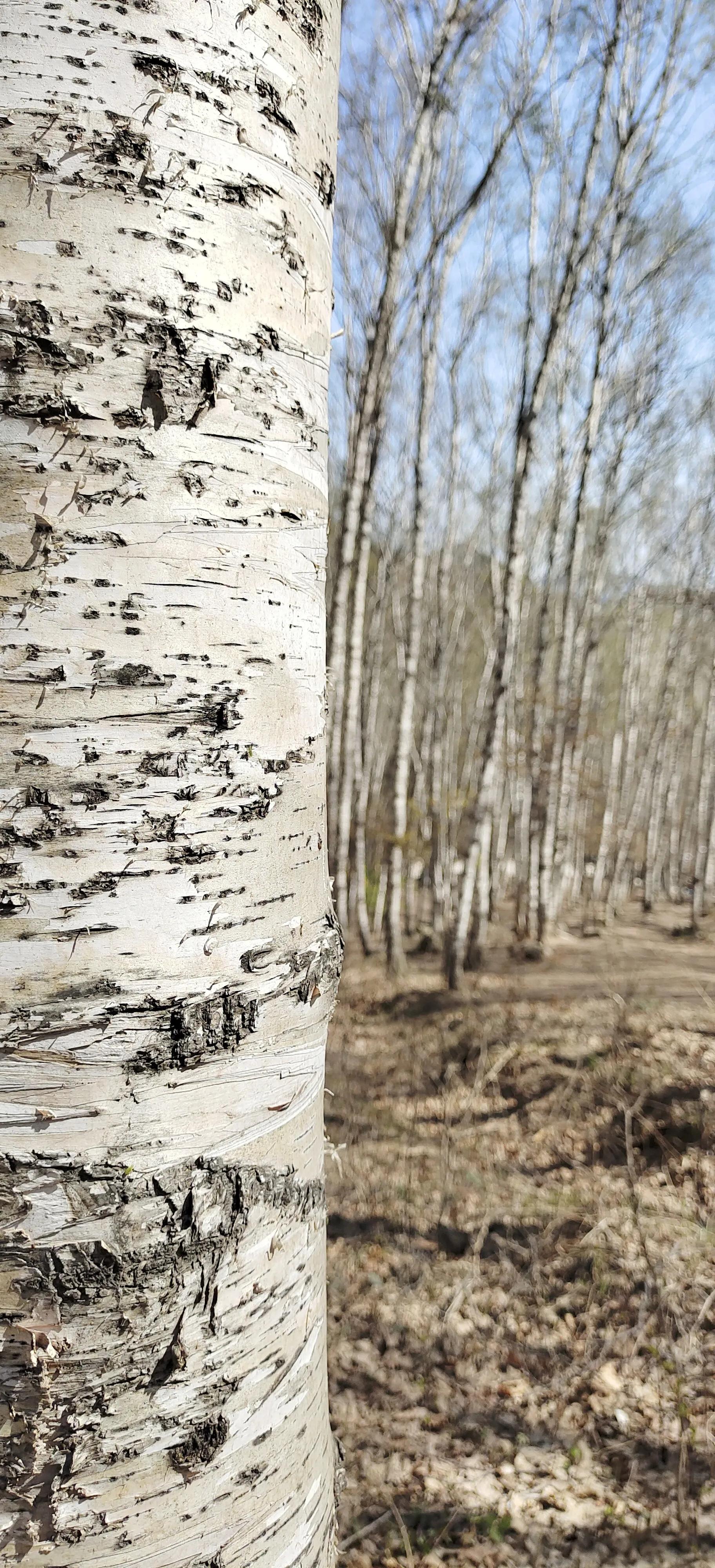 喇叭沟门原始森林住宿,喇叭沟门原始森林冰川
