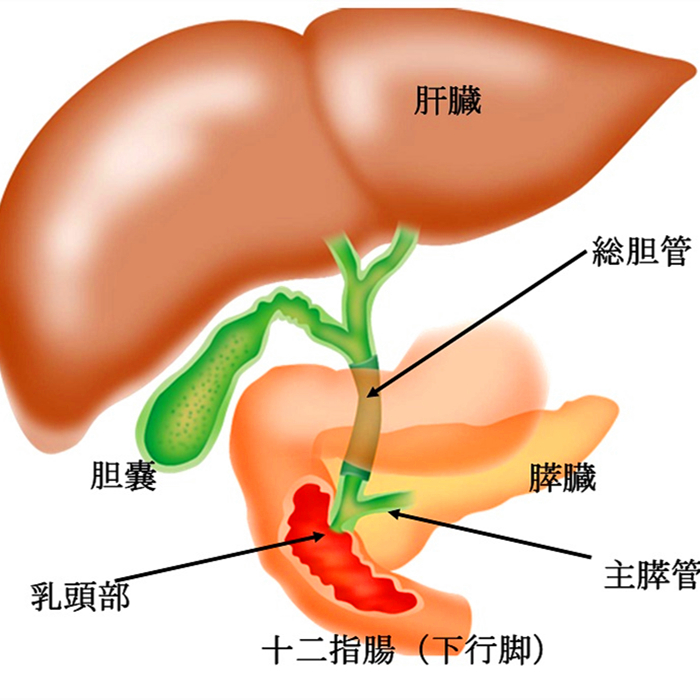 猫咪体重低怎么回事,猫咪体重忽上忽下