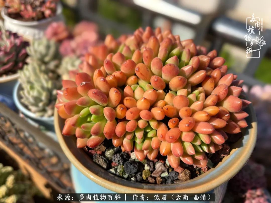 多肉植物百科如何投稿,感谢多肉植物百科的陪伴