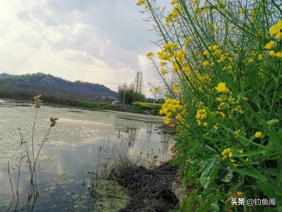 路亚黑鱼如何寻找钓点,黑鱼只追不咬怎么回事