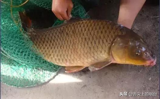 吃鱼的禁忌有哪些,吃鱼有什么禁忌不能与什么同吃