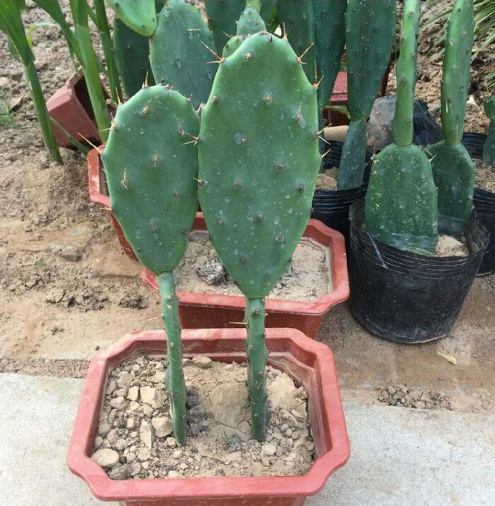 养花怎么避免土壤碱化板结,养花土壤板结掉叶子怎么处理