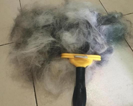 洁癖的狗狗,最爱掉毛的几种狗养之前要三思