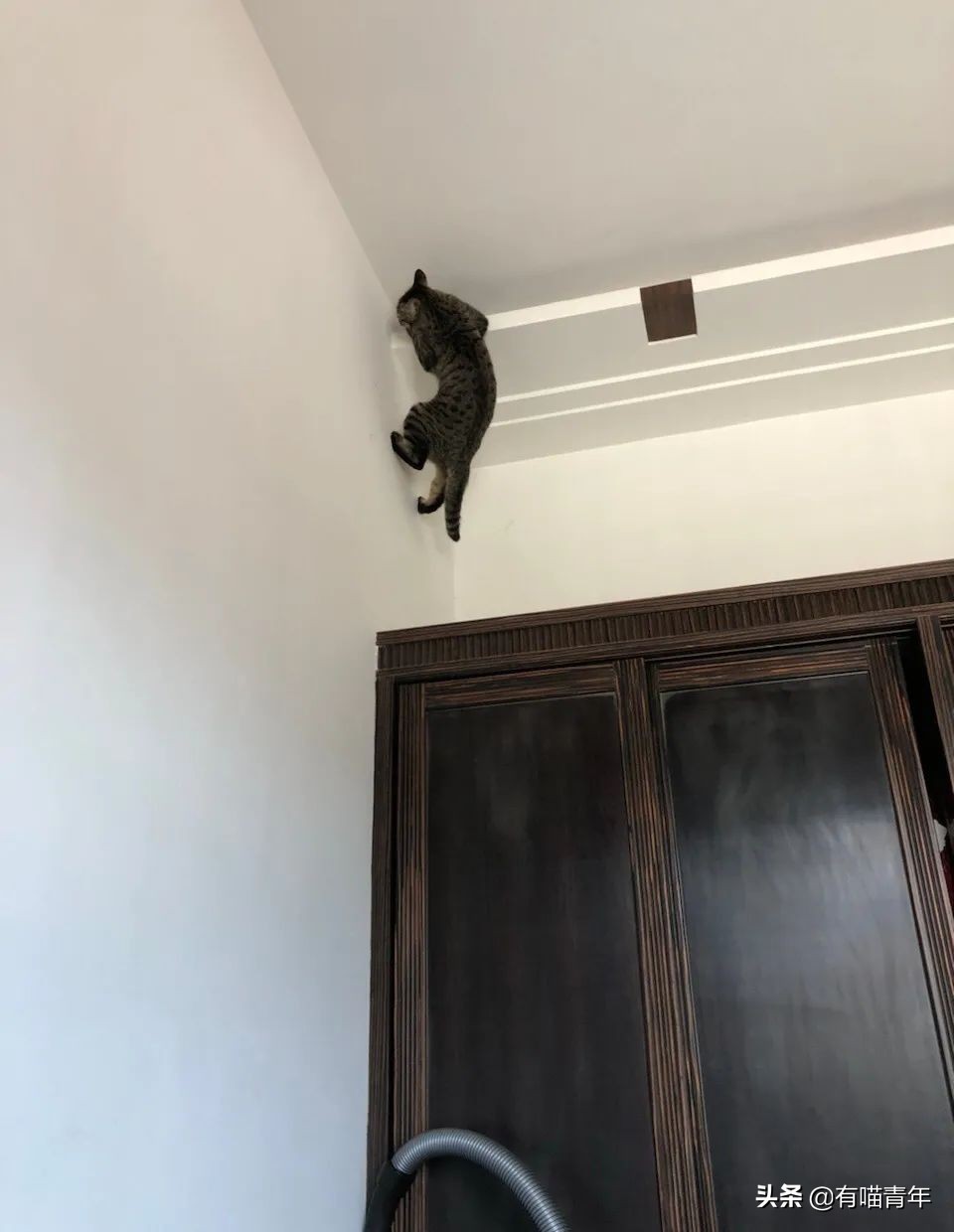 橘猫为什么是魔鬼,橘猫的恐怖之处