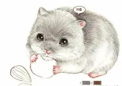 彩铅三只仓鼠图片,小仓鼠彩铅教程