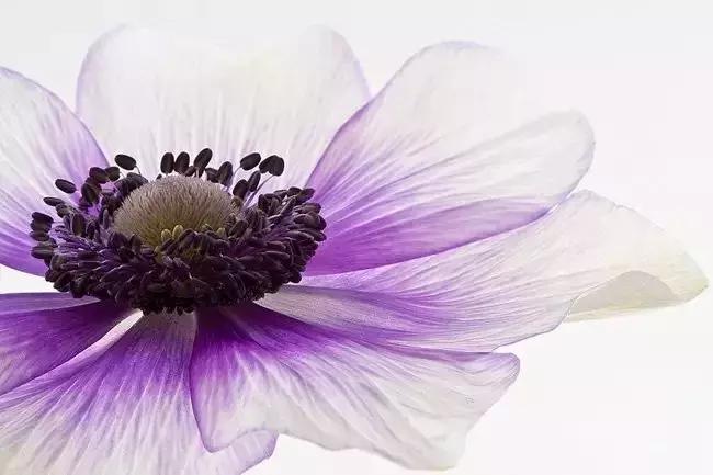 柏拉图十句爱情名言英文版,柏拉图影响整个文明的150句名言