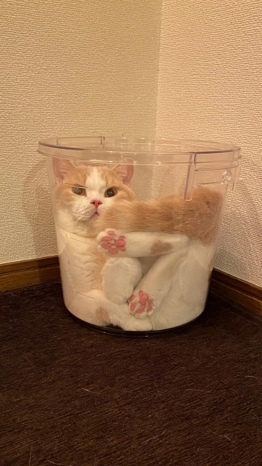 猫咪在屋顶视频,猫咪在屋顶的视频