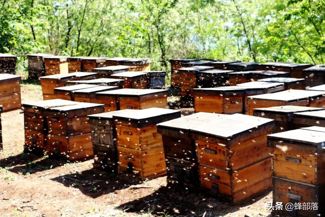 中华蜜蜂和意大利蜜蜂同区养,中国外来昆虫的危害及防治