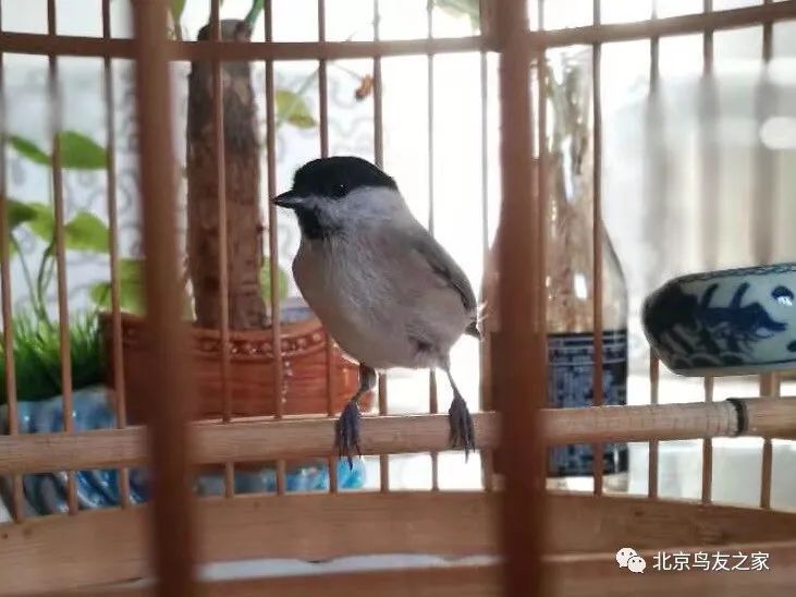 红子雏鸣完整版,红子鸟是雏子好还是枝子好