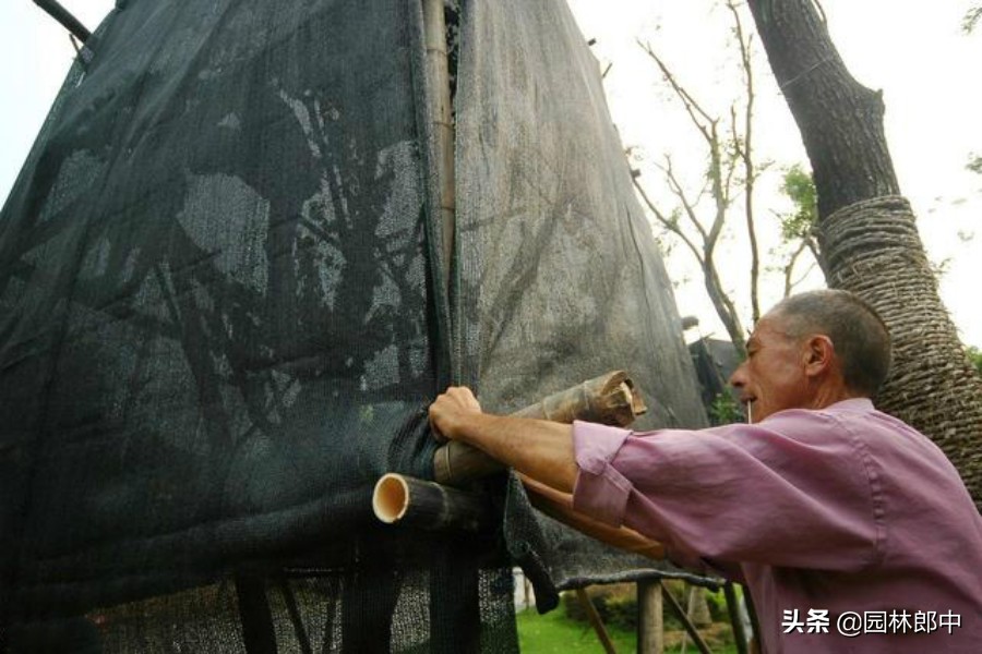 新栽的栾树几月份发芽,今年移栽杨树苗为啥成活率太低