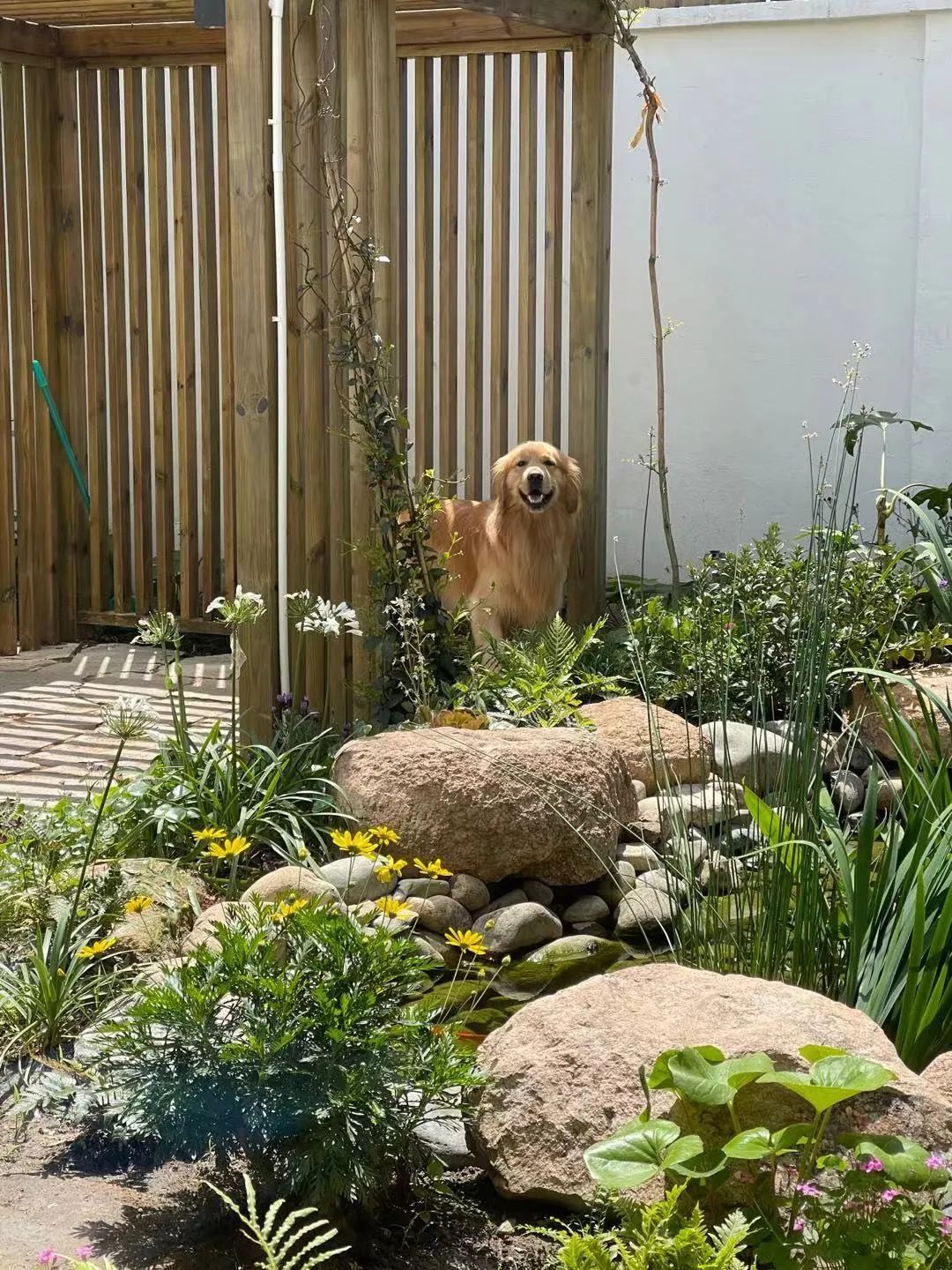 住在上海闹市400平的房子里，花开不败，开窗见池塘，太羡慕了