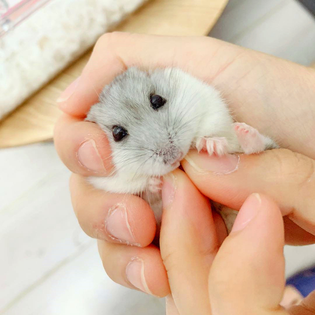 仓鼠迅速变胖,仓鼠各种反应看完懵呆了