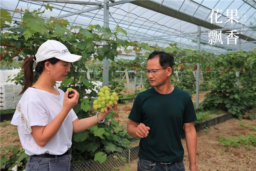 阳光玫瑰葡萄哪里最好种,种阳光玫瑰葡萄前景怎么样