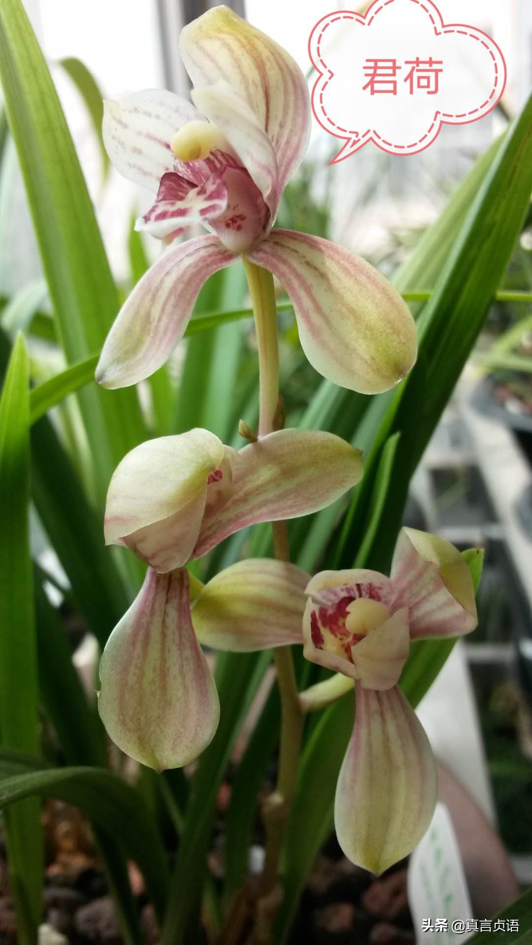 杨国文原创丨夏兰馨香漫