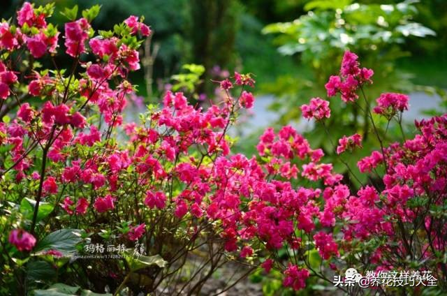 快死的杜鹃花还能救活吗,杜鹃花刚栽活就掉叶子怎么办