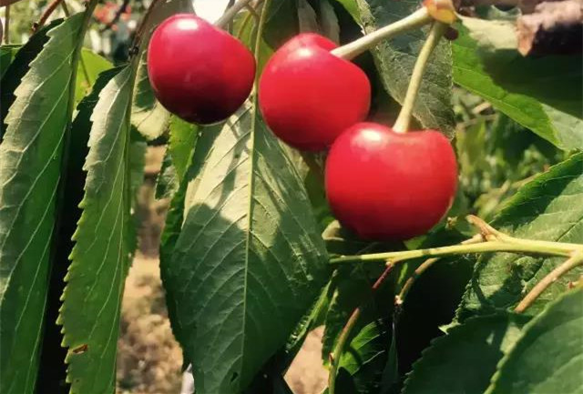 济南樱桃采摘园推荐,鲜果采摘园樱桃