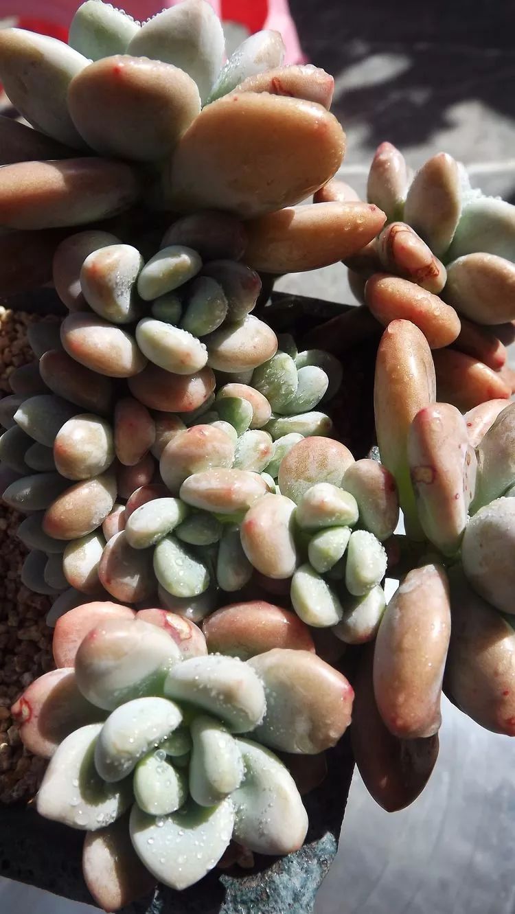 爱机车，爱多肉，宝妈花姐的诗和远方