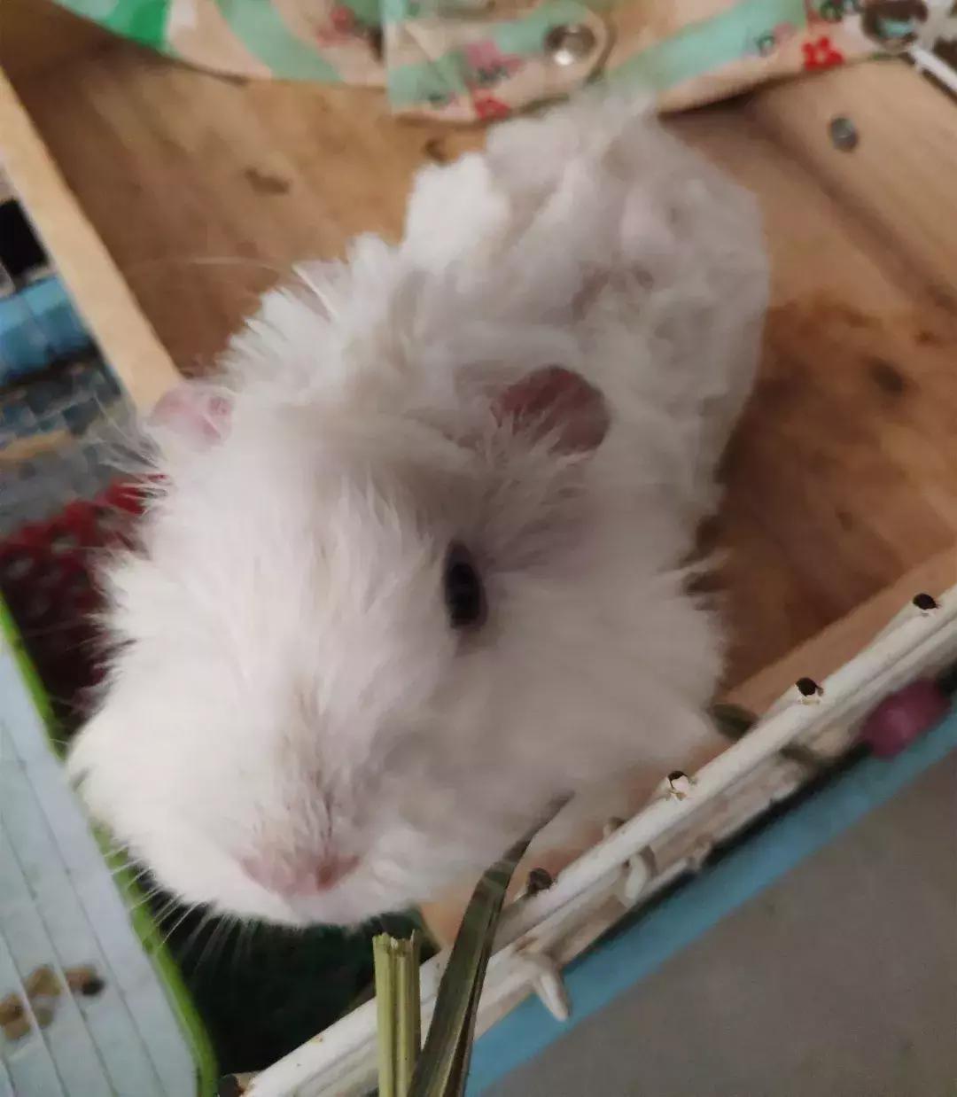 荷兰猪受到惊吓不吃食怎么办,荷兰猪感到不开心的表现