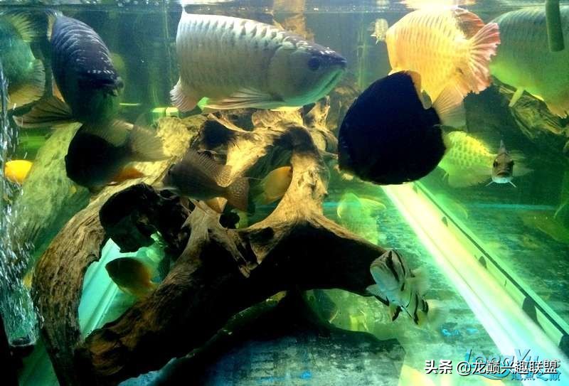 手把手教你做龙鱼最强营养秘方食谱--鲜虾牛肉狮子头,别馋哈