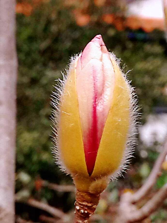 望春玉兰～早春先叶开放，花色素雅，美丽壮观