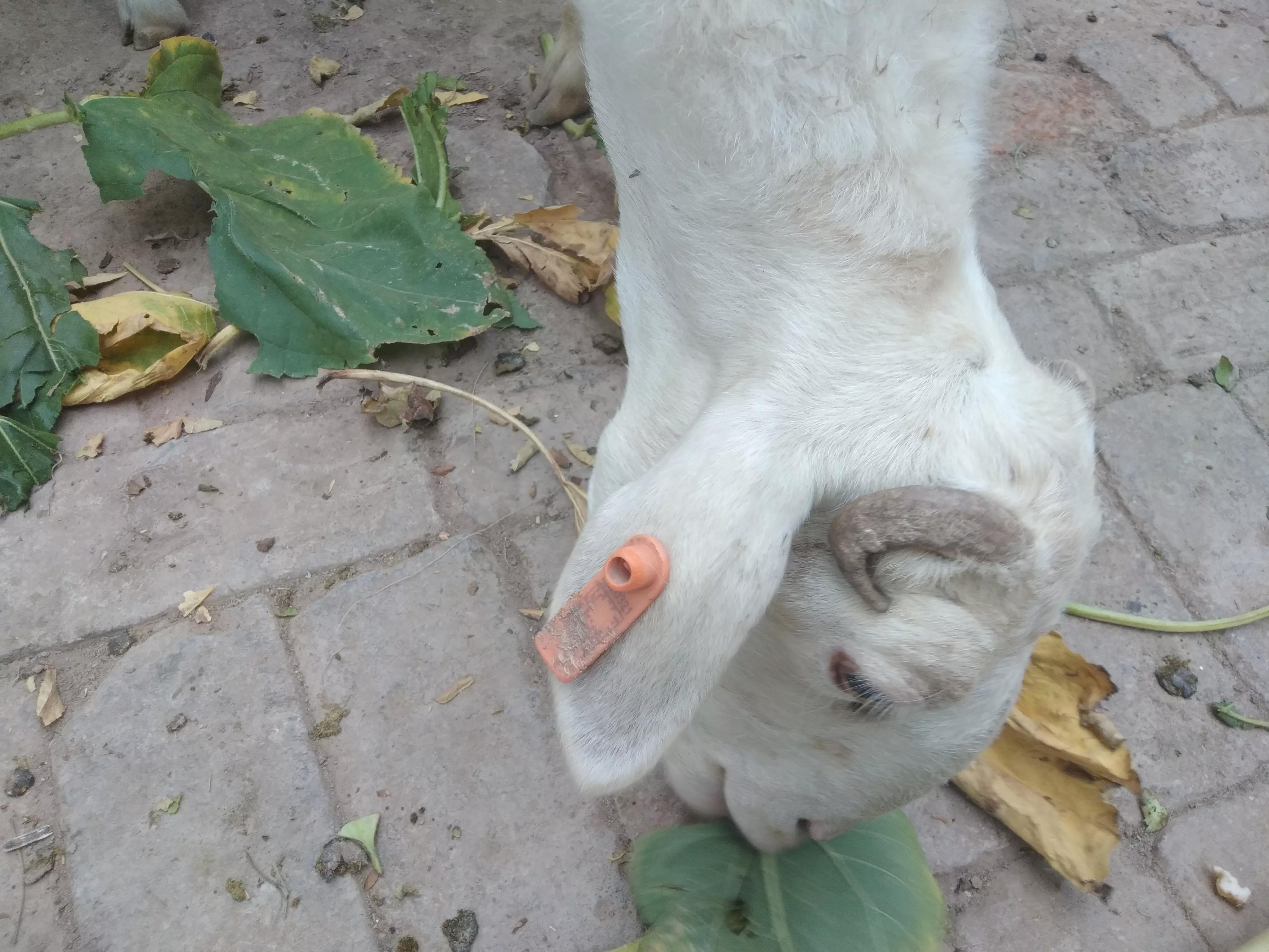 小尾寒羊为什么不建议养,纯种小尾寒羊如何饲喂