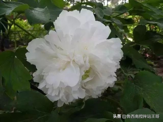 牡丹十大品种九大花系,牡丹进口品种图片及名称