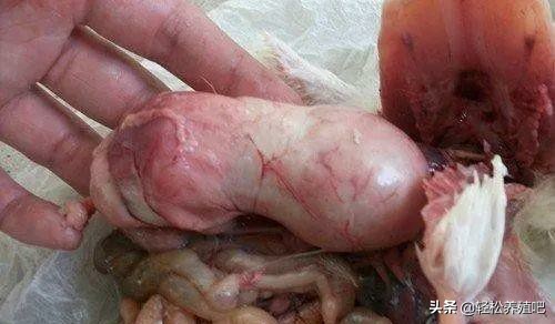 鸡消瘦的原因和治疗方法,鸡不吃食消瘦是怎么回事