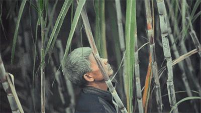 巧家小碗红糖种类,哪里买到正宗云南巧家小碗红糖