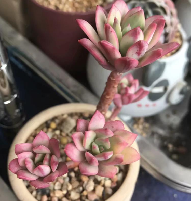 网购多肉老桩心欢喜，上盆时却犯了愁，应该怎么操作？