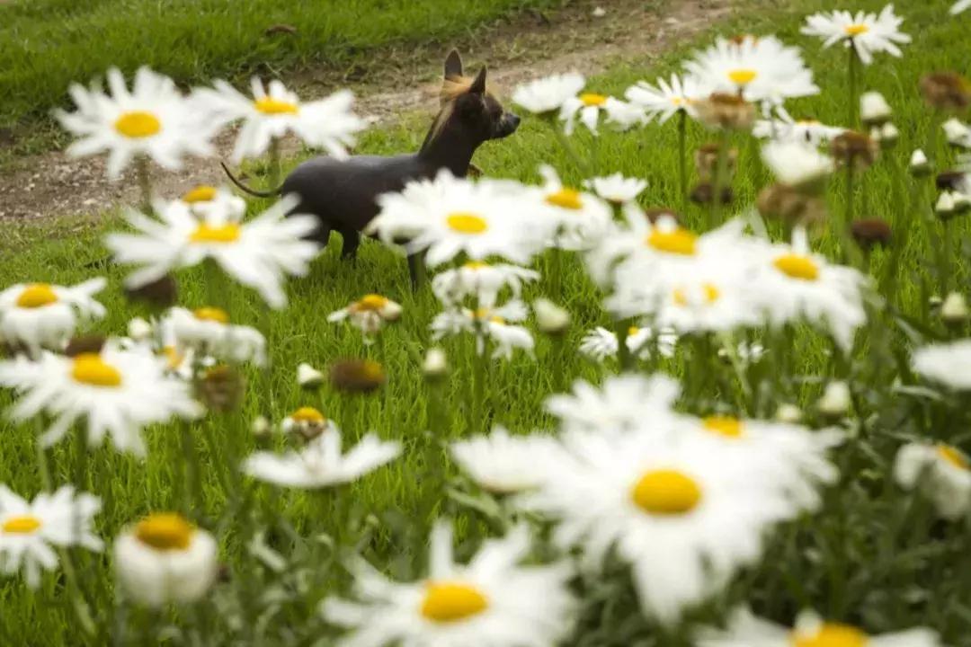 长相可爱但是战斗力爆棚的犬,有些狗虽然外表看起来靓丽可爱