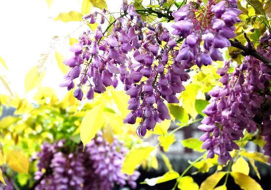 紫藤树下的美好回忆,紫藤树下紫藤湾