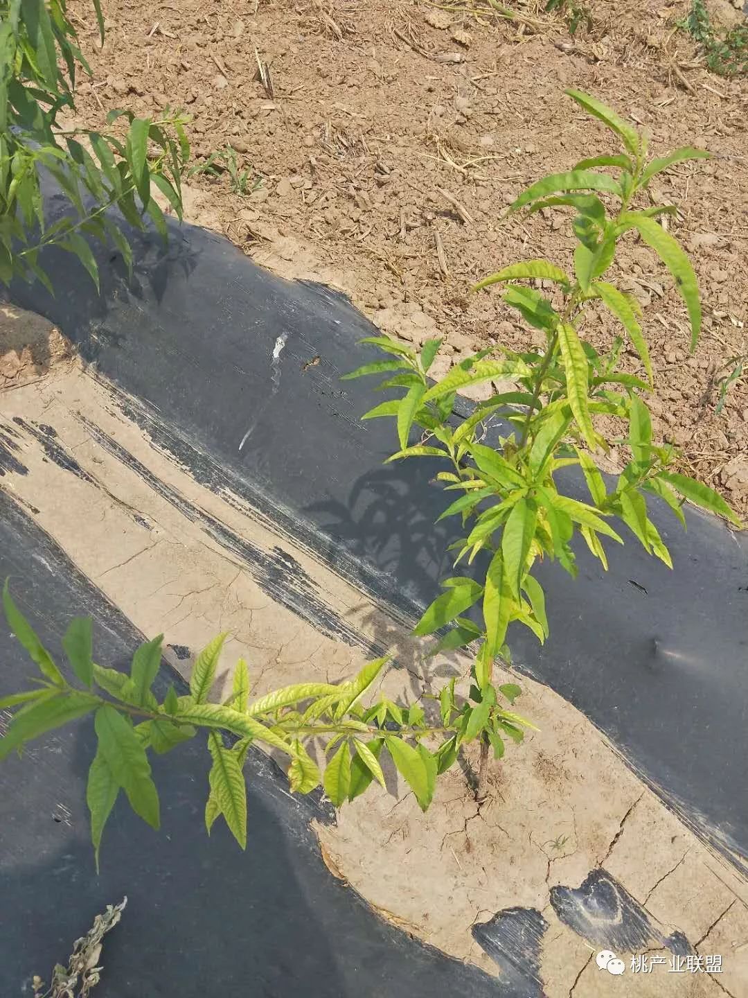 桃树出现黄叶怎么办,桃树黄叶一招解决