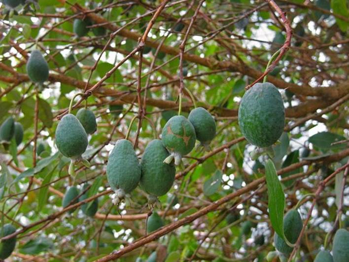 百种味道的果子,百种果实图片