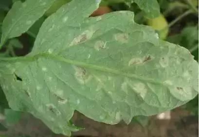 保护地栽培番茄容易出现哪些病害,春季露天番茄常见病害图及防治