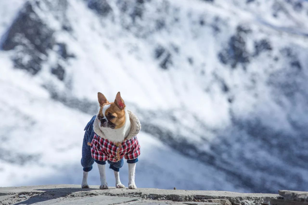 特别的萌给特别的你