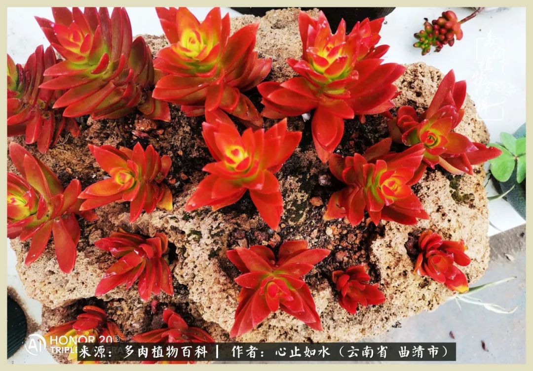 景德镇精品拇指多肉盆,轻奢多肉拇指盆3.5