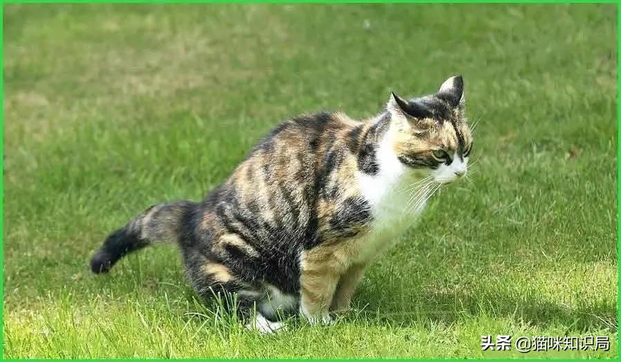 猫咪绝育之后反而乱尿怎么办,猫咪从不乱尿突然乱拉咋回事