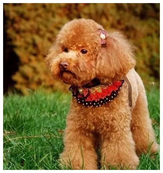 狗狗品种大全及介绍,狗狗品种大全带你走进狗狗的世界