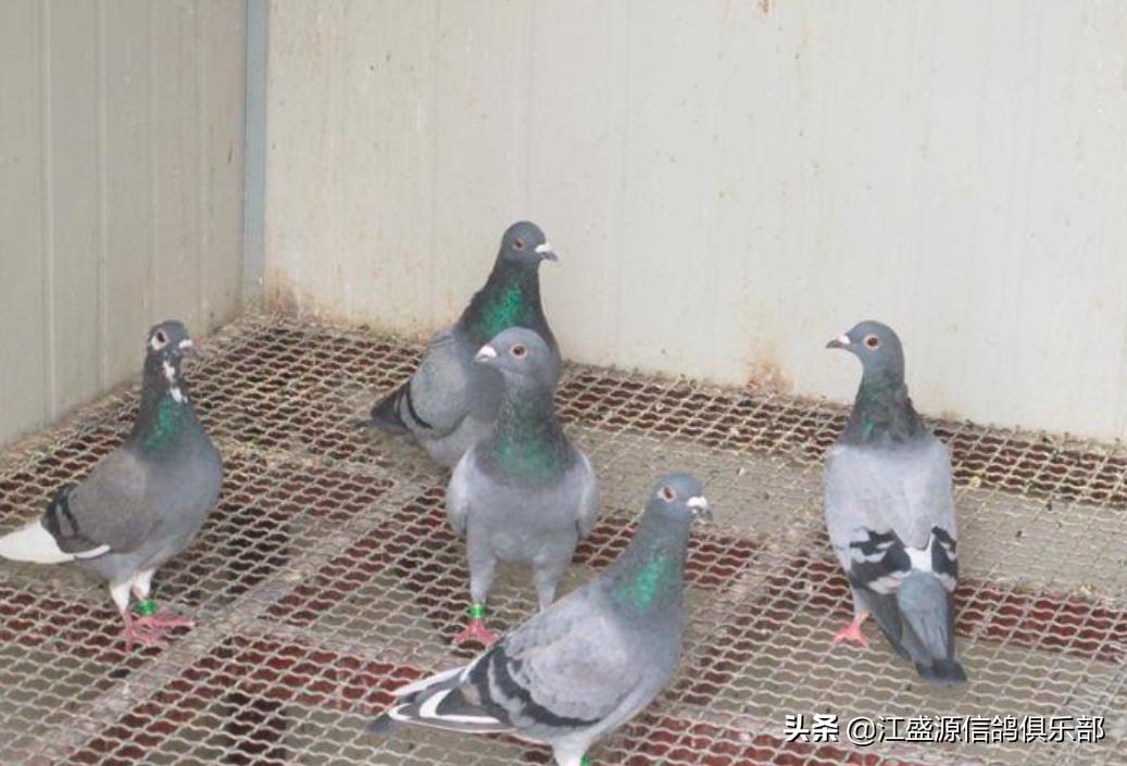 赛鸽进入高峰怎么调理,赛鸽怎样防止上火