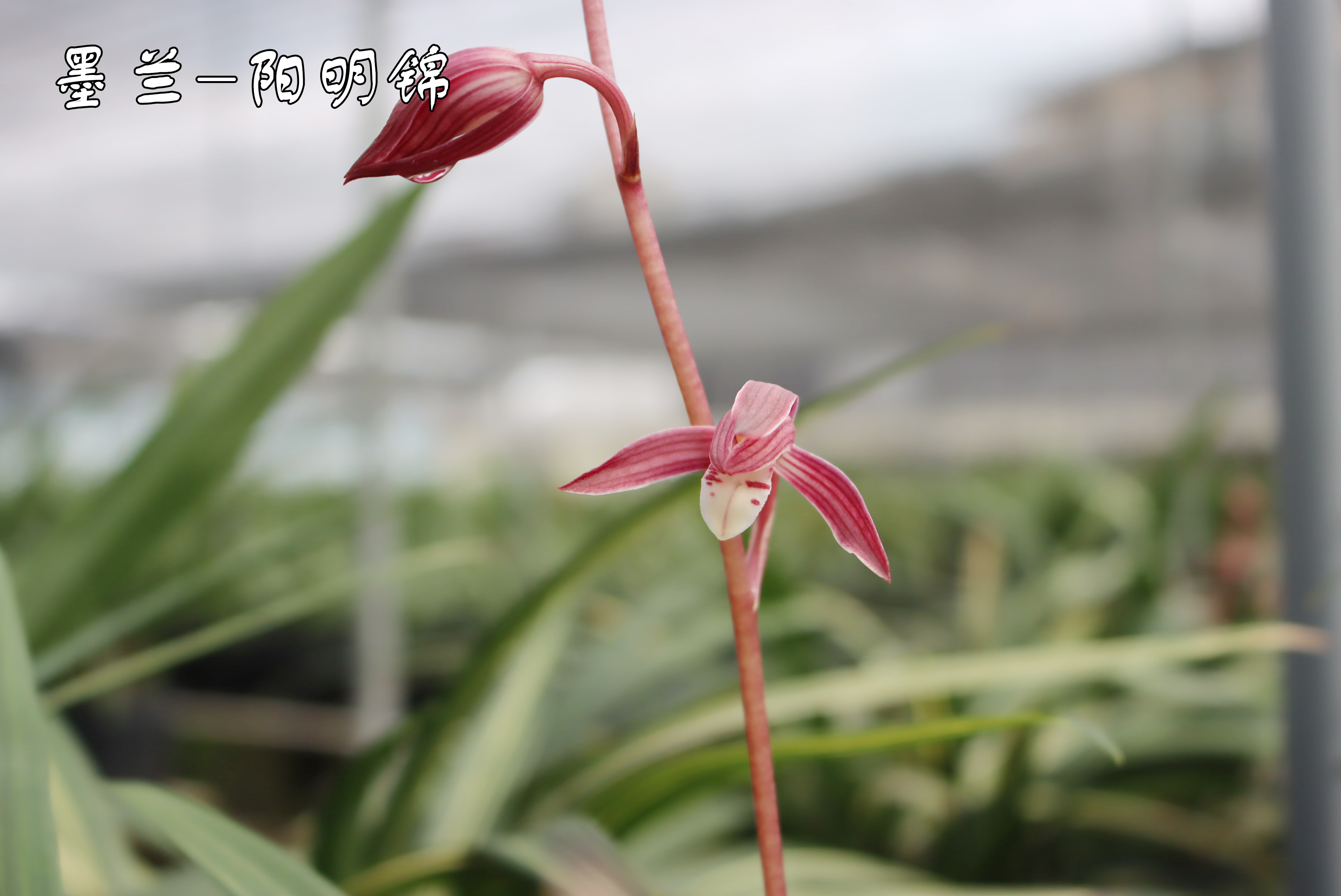 墨兰红花桃姬品种图片,墨兰开红花和黄花哪个贵