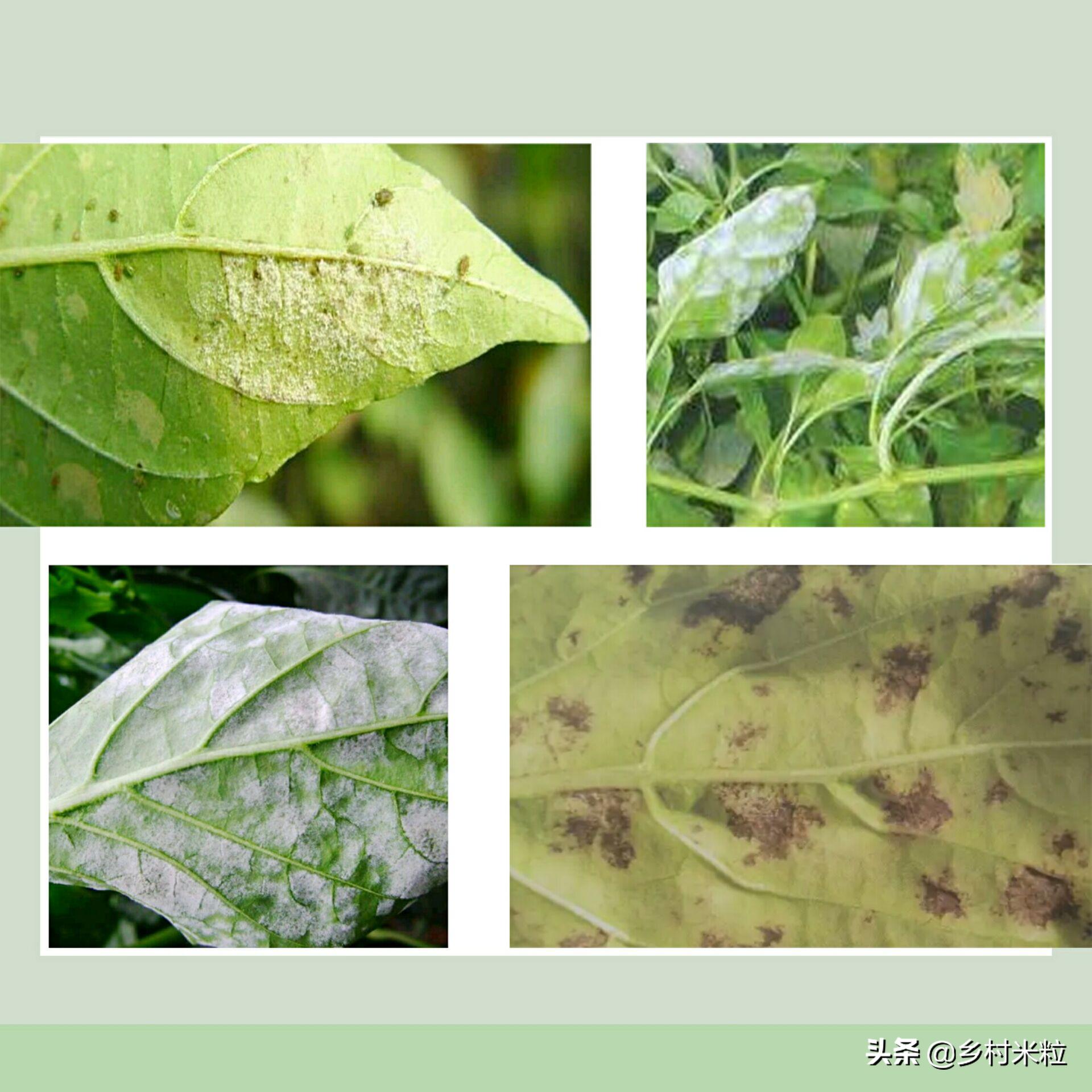 辣椒高温高湿病害有哪几种,辣椒粉怎么防霉防潮