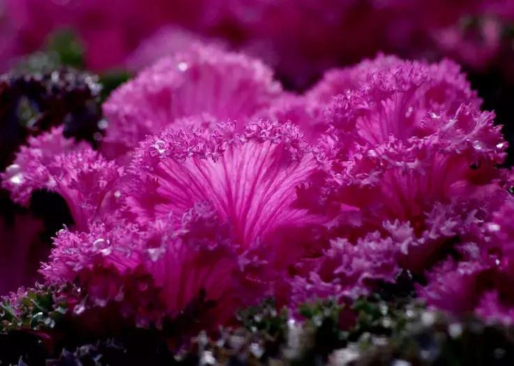 绿色像菜一样的花,像菜一样的花