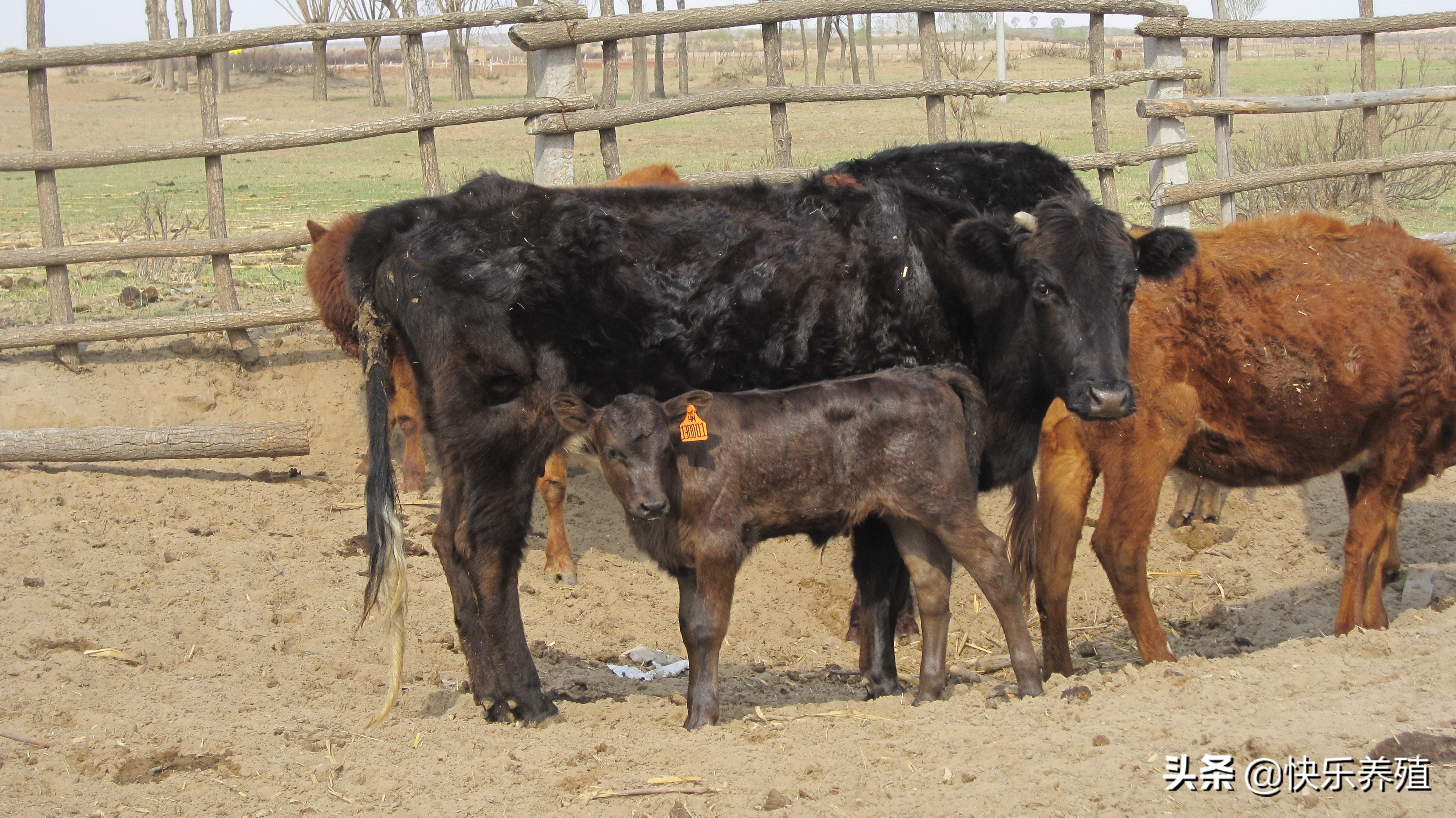 牛4个胃分别都具备着什么功能,牛4个胃的功能介绍