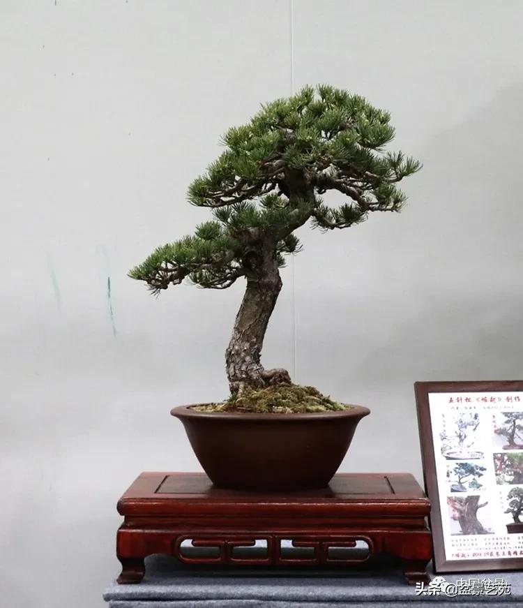 陈迪寅赤松盆景制作视频,陈迪寅作品